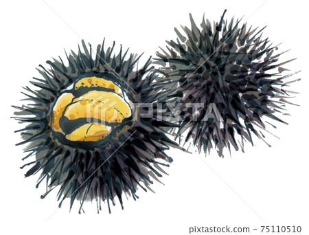 Fresh sea urchin 3 75110510