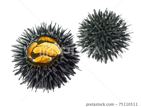 Fresh sea urchin 4 Fresh sea urchin 4 75110511