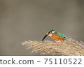 Kingfisher 75110522
