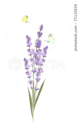 Lavender and butterflies watercolor illustration 75110839