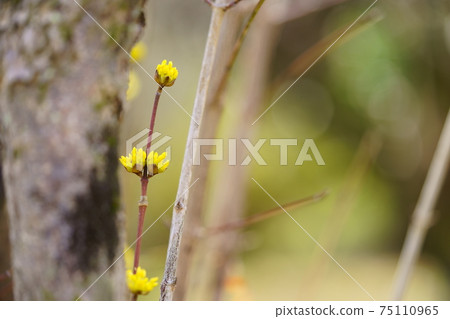 Early spring yellow flower, cornel 6 Early spring yellow flower, cornel 6 75110965