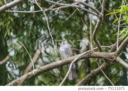 Bulbul perching on a branch, Shiroishi City, Miyagi Prefecture 75111071