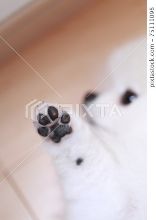 Pet dog Pomeranian paws 75111098