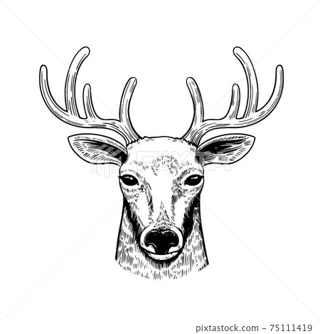 Ink hand drawn portrait of deer. 75111419