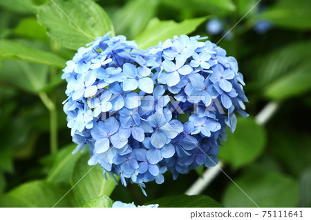 繡球花的繡球花 繡球花的繡球花 75111641
