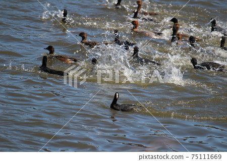 A flock of wigeons and coots jumping into a winter river 75111669