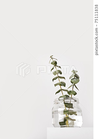 Eucalyptus in glass jar on white podium. Spring fragrances concept, minimal style, low angle Eucalyptus in glass jar on white podium. Spring fragrances concept, minimal style, low angle 75111838
