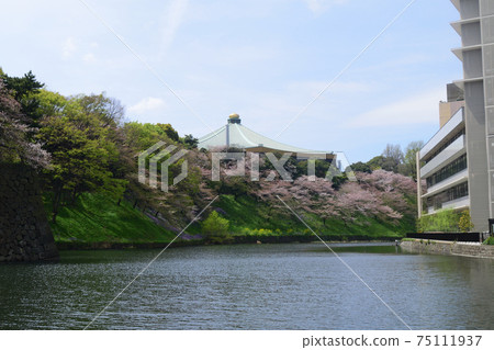 東京都千代田區日本武道館Ushigafuchi盛開的櫻花 75111937