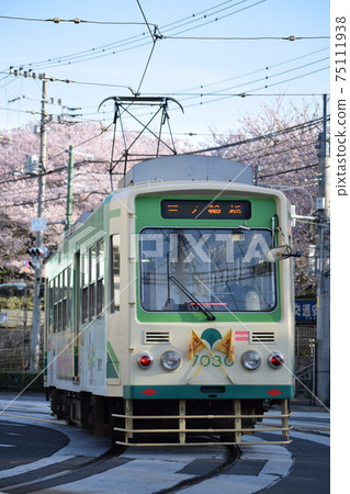 盛開的佐倉市北區明日香山公園Toden-Arakawa Line 7000系列，盛開的背景，陽光明媚 75111938