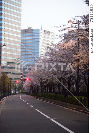 東京飯田橋區千代田區辦公大樓區，一排盛開的櫻花樹，清晨 75111939