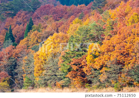 Autumn leaves around Lake Onbara (autumn image of the forest) Autumn leaves around Lake Onbara (autumn image of the forest) 75112650