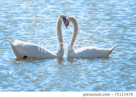 The couple of swans with their necks form a heart. Mating games of a pair of white swans. Swans swimming on the water in nature. Valentine's Day background The couple of swans with their necks form a heart. Mating games of a pair of white swans. Swans swimming on the water in nature. Valentine's Day background 75113479