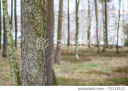 Tree trunk in the forest close up Tree trunk in the forest close up 75113522
