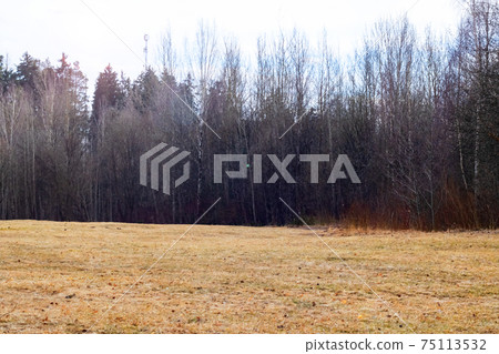 Yellow grass and forest with bare trees Yellow grass and forest with bare trees 75113532
