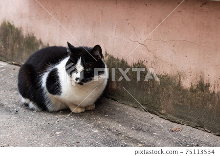 Homeless black cat with white breast sitting Homeless black cat with white breast sitting 75113534