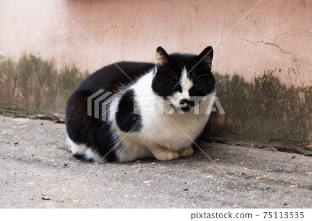 Homeless black cat with white breast sitting Homeless black cat with white breast sitting 75113535