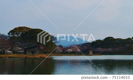 Spring park cherry blossoms and bird watching hut 75114033