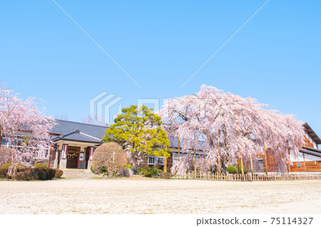 Weeping cherry tree at Kuchihara School: Iida City, Nagano Prefecture Weeping cherry tree at Kuchihara School: Iida City, Nagano Prefecture 75114327