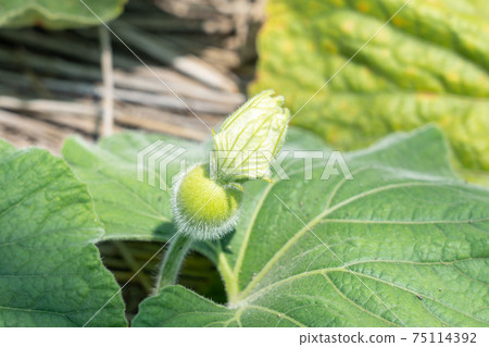 Yugao Yugao的栽培成為yugao果實的部分 加工後變成 Kanpyo 八月 照片素材 圖片 圖庫