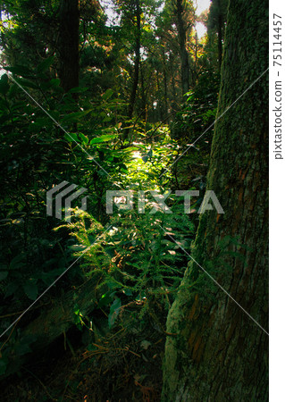 A spot that shines in the mountains 75114457