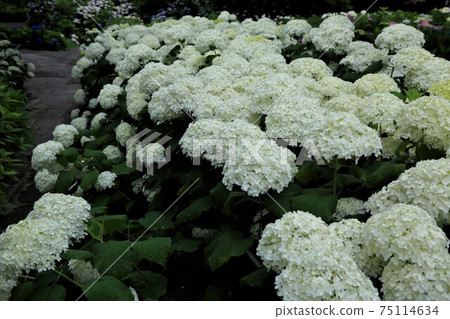 繡球村：NEoji 77（岐阜縣本棲市澤原市） 75114634