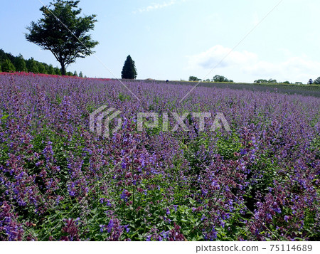 Cat mint of Aoyama herb garden 75114689