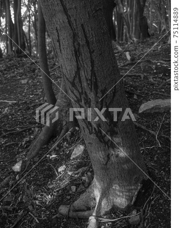 Is it after eating a wild deer? 75114889