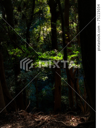 The morning sun is illuminated by the leaves and is beautiful 75115034