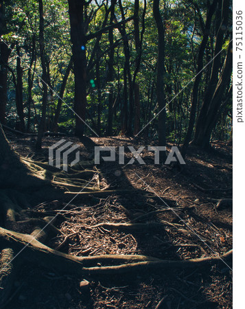 I wonder if the shadow is also good 75115036