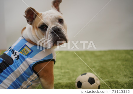 English Bulldog Puppy Soccer Costume Argentina National Team No. 10 Photo 7 English Bulldog Puppy Soccer Costume Argentina National Team No. 10 Photo 7 75115325
