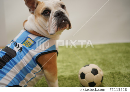 English Bulldog Puppies Soccer Costume Argentina National Team No. 10 Photo 10 75115328