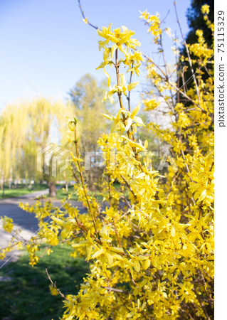 Closeup of blooming forsythia - beautiful yellow flowers against blue sky background. Spring season and allergy concept , selective focus 75115329