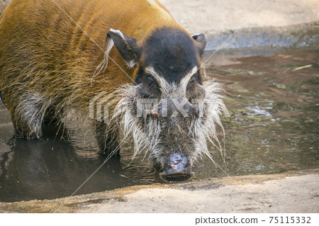 Red river hogs are omnivores and in the wild Red river hogs are omnivores and in the wild 75115332