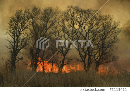 Yoshiyaki of Watarase Seto 75115411