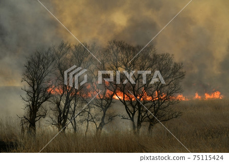 Yoshiyaki of Watarase Seto Yoshiyaki of Watarase Seto 75115424