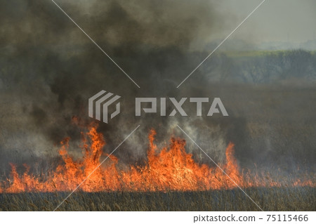 Yoshiyaki of Watarase Seto 75115466