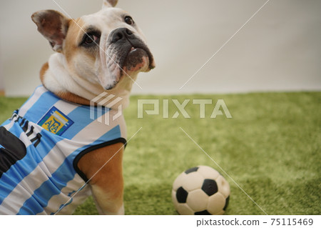 English Bulldog Puppies Soccer Costume Argentina National Team No. 10 Photo 11 75115469