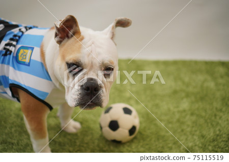 English Bulldog Puppy Soccer Costume Argentina National Team No. 10 Photo 37 English Bulldog Puppy Soccer Costume Argentina National Team No. 10 Photo 37 75115519
