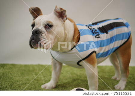 English Bulldog Puppies Soccer Costume Argentina National Team No. 10 Photo 39 English Bulldog Puppies Soccer Costume Argentina National Team No. 10 Photo 39 75115521