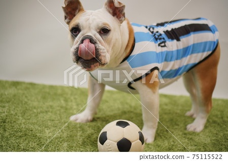 English Bulldog Puppies Soccer Costume Argentina National Team No. 10 Photo 40 English Bulldog Puppies Soccer Costume Argentina National Team No. 10 Photo 40 75115522