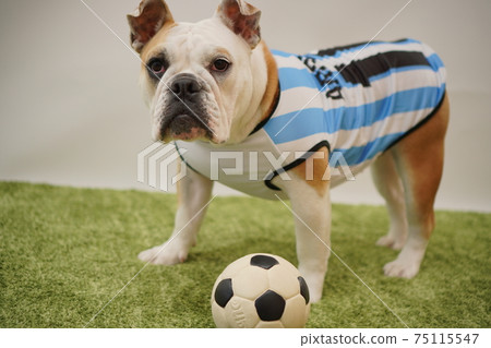 English Bulldog Puppy Soccer Costume Argentina National Team No. 10 Photo 43 75115547