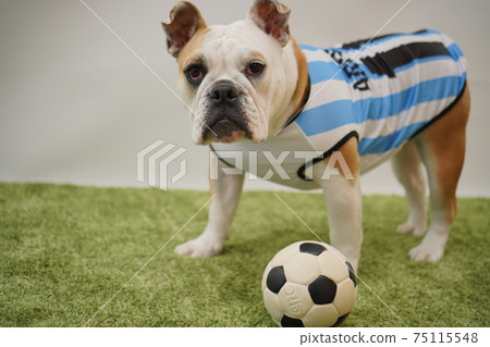 English Bulldog Puppy Soccer Costume Argentina National Team No. 10 Photo 44 75115548