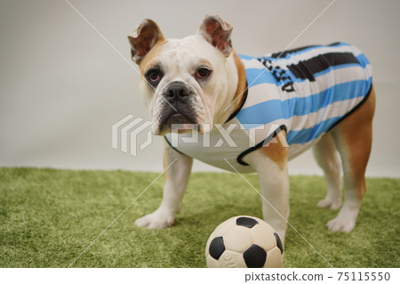 English Bulldog Puppies Soccer Costume Argentina National Team No. 10 Photo 45 English Bulldog Puppies Soccer Costume Argentina National Team No. 10 Photo 45 75115550