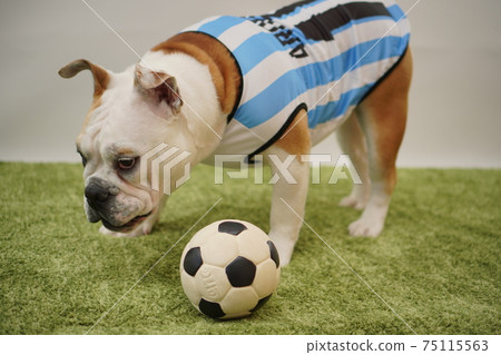 English Bulldog Puppies Soccer Costume Argentina National Team No. 10 Photo 52 English Bulldog Puppies Soccer Costume Argentina National Team No. 10 Photo 52 75115563