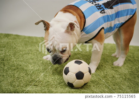 英國鬥牛犬幼犬足球服裝阿根廷國家隊10號照片54 英國鬥牛犬幼犬足球服裝阿根廷國家隊10號照片54 75115565