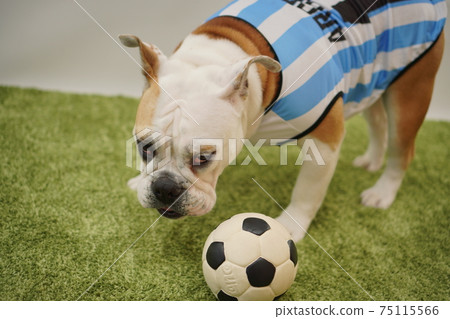 English Bulldog Puppy Soccer Costume Argentina National Team No. 10 Photo 55 75115566
