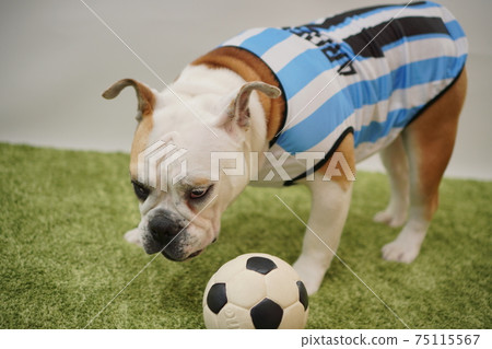 English Bulldog Puppies Soccer Costume Argentina National Team No. 10 Photo 56 English Bulldog Puppies Soccer Costume Argentina National Team No. 10 Photo 56 75115567