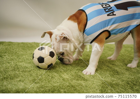English Bulldog Puppy Soccer Costume Argentina National Team No. 10 Photo 59 75115570