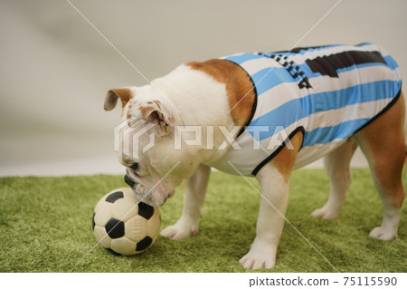 English Bulldog Puppies Soccer Costume Argentina National Team No. 10 Photo 63 75115590
