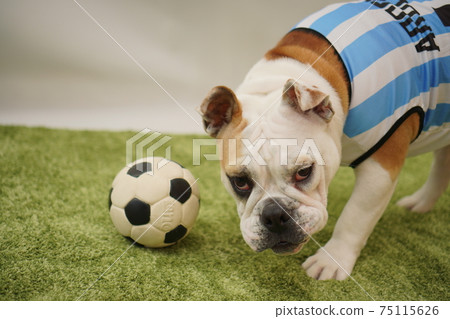 英國鬥牛犬幼犬足球服裝阿根廷國家隊10號照片71 英國鬥牛犬幼犬足球服裝阿根廷國家隊10號照片71 75115626